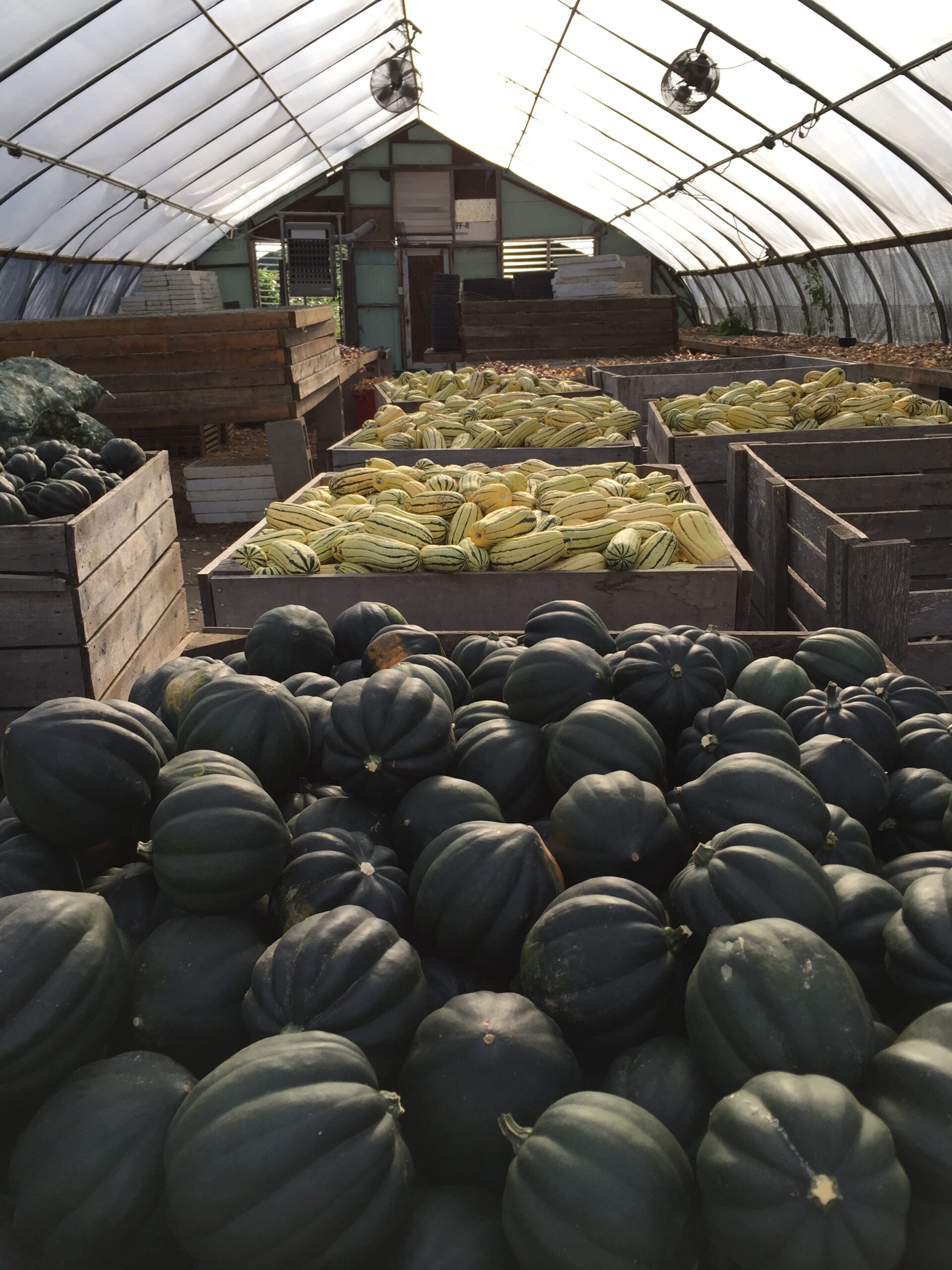 Acorn Delicata Squash